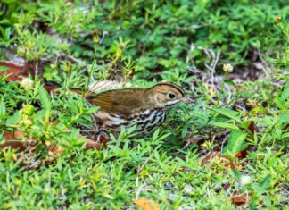 a brown and white bird standing on top of a lush green field