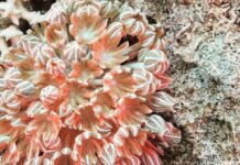 a close up of a coral on a rock