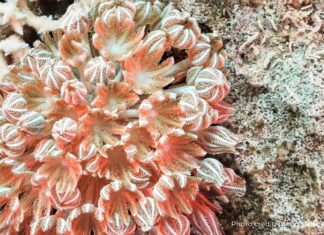 LOOKING FOR A PULSE: COMMERCIAL TRAPPERS, RECREATIONAL STONE CRABBERS SHOULD BE ON THE LOOKOUT FOR THIS NONNATIVE CORAL a close up of a coral on a rock