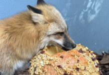 REEF’S REPORT: THE PUMPKIN MASTERPIECE a fox sniffing a pumpkin with seeds on it