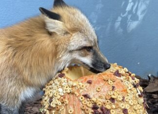 a fox sniffing a pumpkin with seeds on it