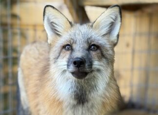 a close up of a dog in a cage