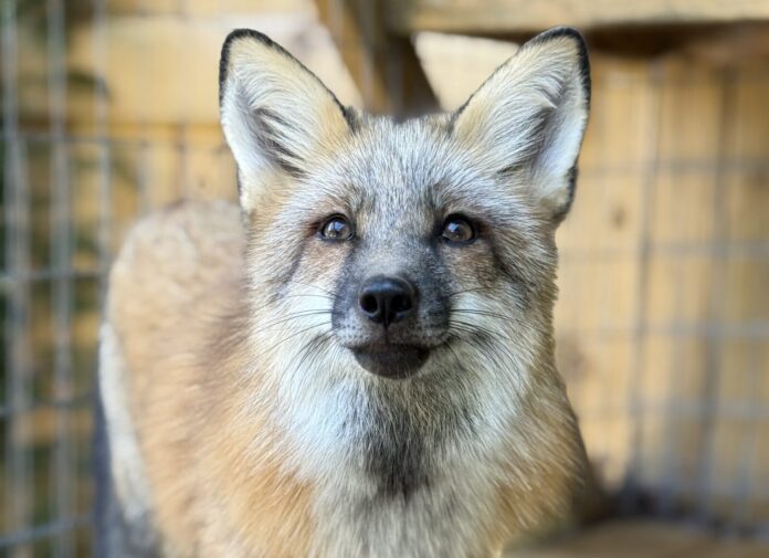 Isla the fox a close up of a dog in a cage