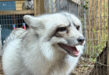 a small white animal standing next to a fence