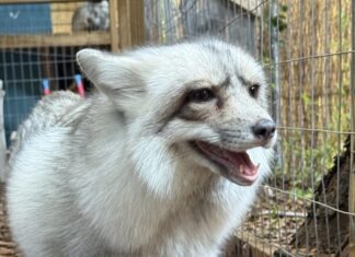 REEF’S REPORT: SPORTING THE WINTER COAT IN THE FLORIDA KEYS a small white animal standing next to a fence