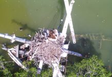 a bird's eye view of a bird's nest in the middle of