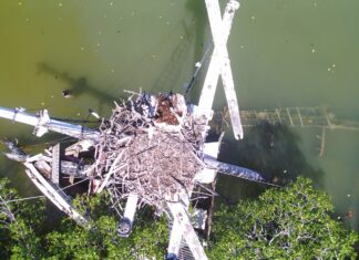 DERELICT 65-FOOT VESSEL QUEEN ANNE’S REVENGE GONE FROM KEY LARGO WATERS a bird's eye view of a bird's nest in the middle of