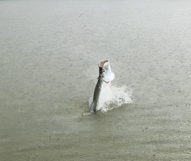 a fish in the middle of a body of water