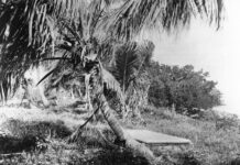 KEYS HISTORY: TRAGEDIES & DEATHS ON INDIAN KEY a black and white photo of a palm tree