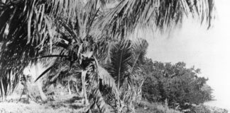 a black and white photo of a palm tree
