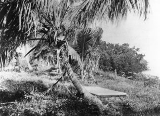 a black and white photo of a palm tree