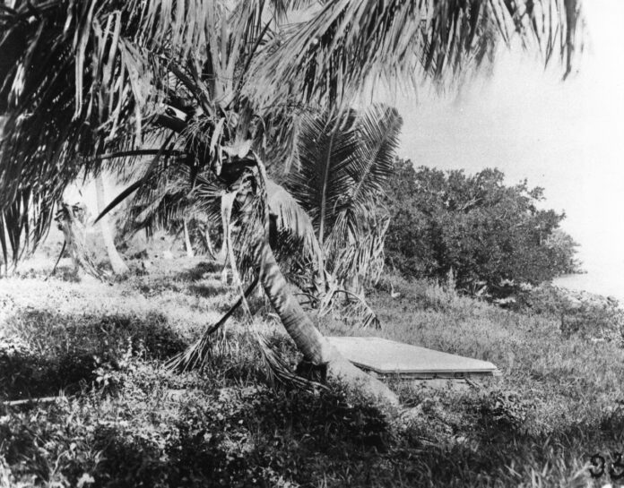 a black and white photo of a palm tree