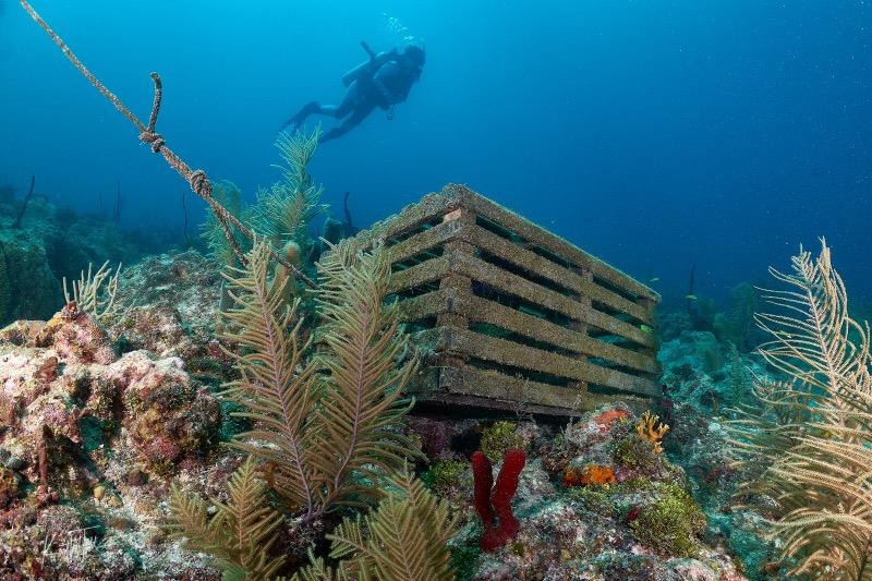a scuba diver swims over a coral reef