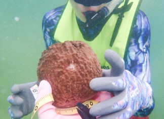 EPA GRANT AIMS TO RESTORE SPONGE POPULATIONS IN FLORIDA BAY