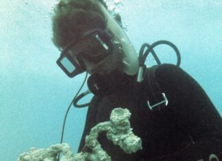 a man in a scuba suit is holding a coral