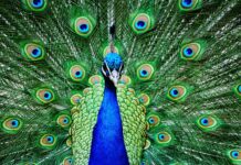 a peacock with its feathers spread out