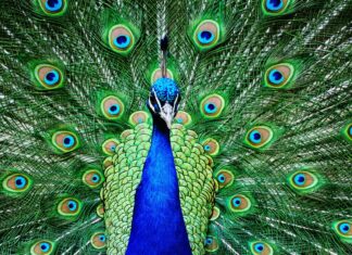 ISLAMORADA ESTABLISHES PEACOCK PROTECTIONS, SLOW SPEED ZONE FOR STARCK’S WHEEL DITCH a peacock with its feathers spread out