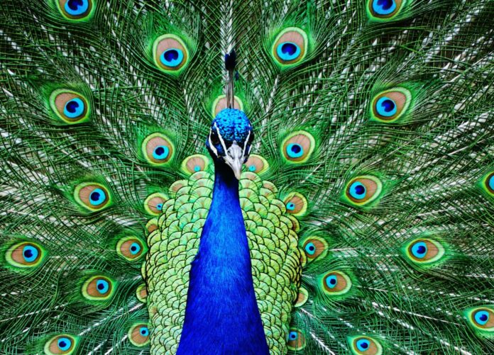 Vertical closeup shot of a peacock walking on the ground with its tail open a peacock with its feathers spread out
