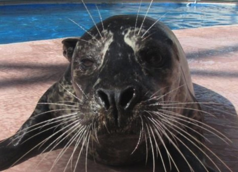 a seal is laying on the ground next to a pool