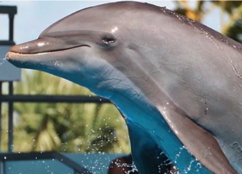 a dolphin is jumping out of the water