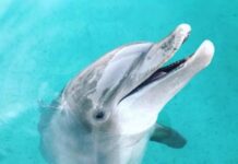 MIAMI SEAQUARIUM CLOSURE SENDS RESCUED ANIMALS TO THE KEYS a close up of a dolphin in the water