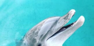 a close up of a dolphin in the water