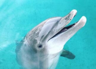 MIAMI SEAQUARIUM CLOSURE SENDS RESCUED ANIMALS TO THE KEYS a close up of a dolphin in the water