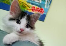 SLOPPY JOE’S LAUNCHES TOP CAT CONTEST