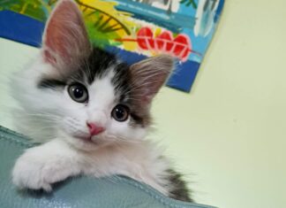 SLOPPY JOE’S LAUNCHES TOP CAT CONTEST