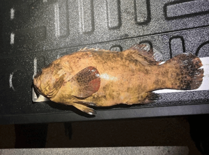 a fish that is sitting on a keyboard