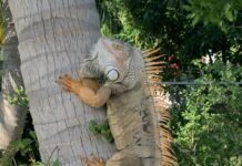 STATE WILDLIFE COMMISSION BACKS ADDED MEASURES TO REMOVE GREEN IGUANAS