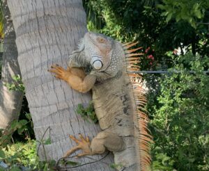 STATE WILDLIFE COMMISSION BACKS ADDED MEASURES TO REMOVE GREEN IGUANAS