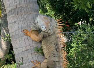 STATE WILDLIFE COMMISSION BACKS ADDED MEASURES TO REMOVE GREEN IGUANAS