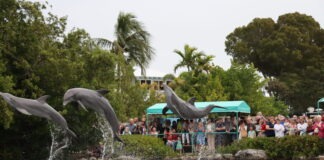 a group of dolphins jumping out of the water