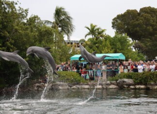 a group of dolphins jumping out of the water