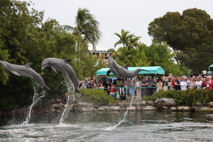 a group of dolphins jumping out of the water