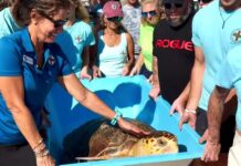 a group of people standing around a turtle