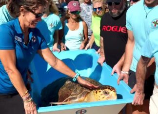 LOGGERHEAD TURTLE ‘MOLLY’ RETURNS TO THE SEA AFTER MASSIVE TUMOR REMOVAL a group of people standing around a turtle