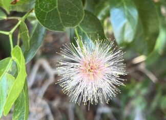 a close up of a flower on a tree