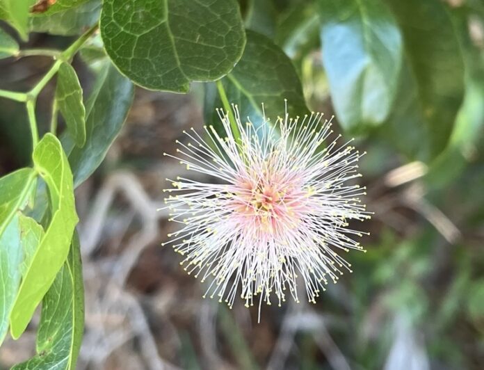 a close up of a flower on a tree