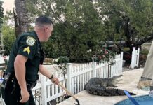 SAY WHAT NOW? THESE STORIES FROM 2025 HAD OUR HEADS SPINNING a police officer is cleaning a pool with a shovel