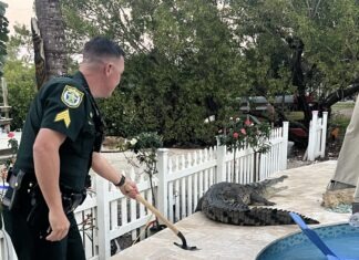 SAY WHAT NOW? THESE STORIES FROM 2025 HAD OUR HEADS SPINNING a police officer is cleaning a pool with a shovel