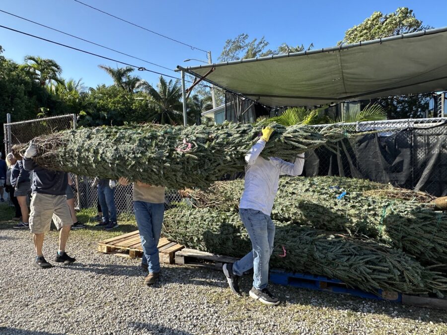a group of people carrying a large pile of christmas trees