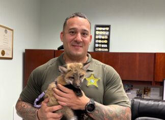a man holding a small animal in an office