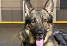 REEF’S REPORT: NEW K9 ADJUSTS TO WORK AND LIFE ON THE ISLAND a dog laying on the ground with a camera