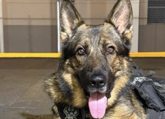 REEF’S REPORT: NEW K9 ADJUSTS TO WORK AND LIFE ON THE ISLAND a dog laying on the ground with a camera