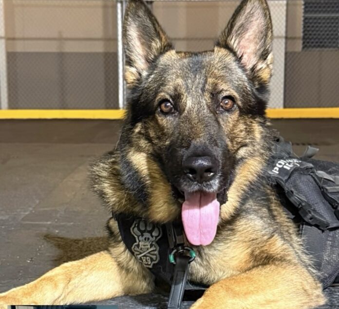 K9 Drax a dog laying on the ground with a camera