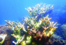 an underwater view of a coral reef in the ocean