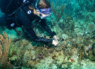 a man in a scuba suit is on a coral reef