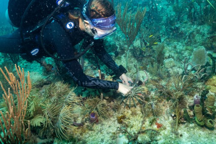 a man in a scuba suit is on a coral reef